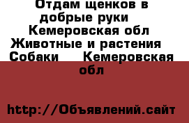 Отдам щенков в добрые руки  - Кемеровская обл. Животные и растения » Собаки   . Кемеровская обл.